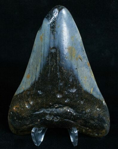 Polished Megalodon Tooth #6066